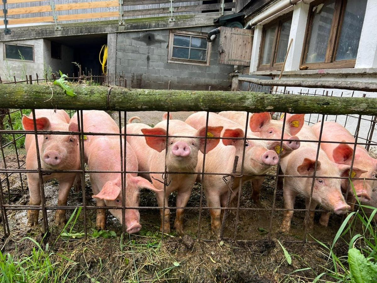 Ferienwohnungen Rahm Mayrhofen Esterno foto